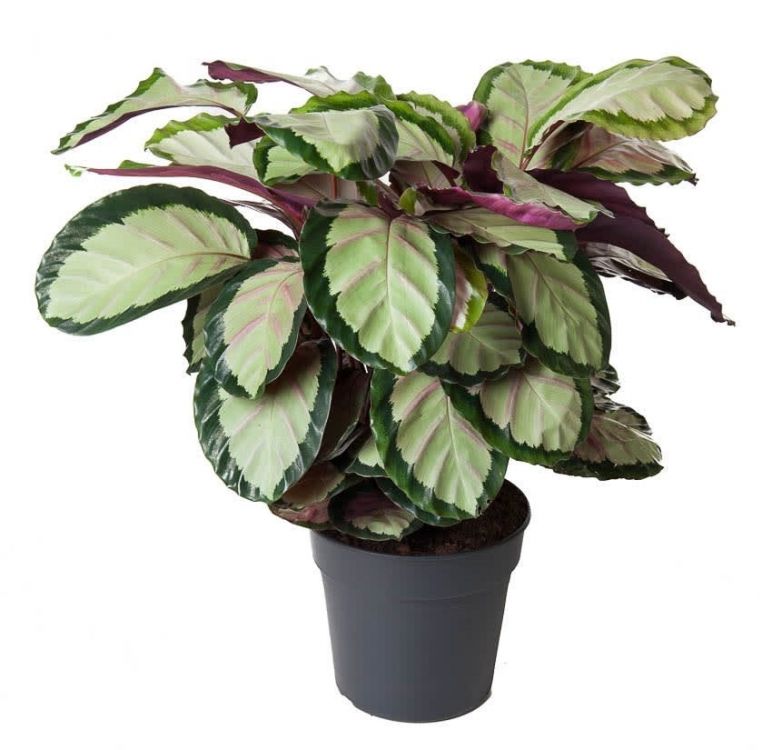 მცენარე კალათეა სუპერსტარი სურათი