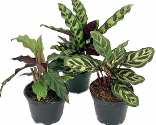 მცენარე კალათეა სუპერსტარი