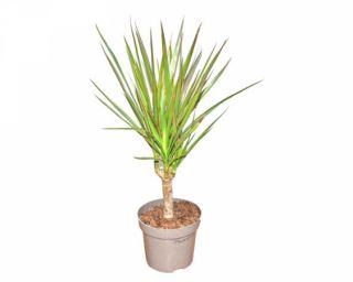 მცენარე დრაცენა მარჯინატა პატარა